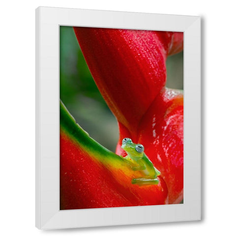 Ghost Glass Frog-Costa Rica White Modern Wood Framed Art Print by Jones, Adam