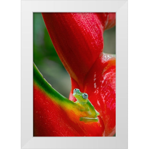 Ghost Glass Frog-Costa Rica White Modern Wood Framed Art Print by Jones, Adam