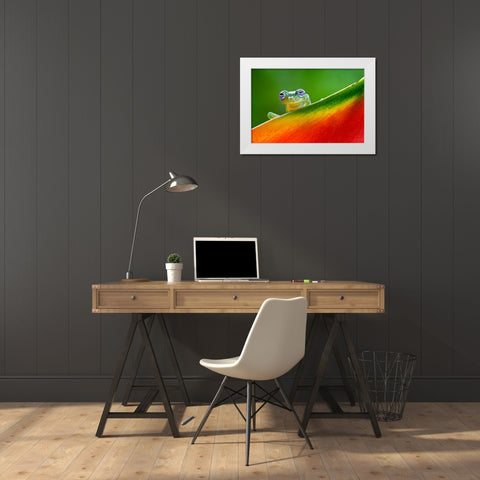 Ghost Glass Frog-Costa Rica White Modern Wood Framed Art Print by Jones, Adam