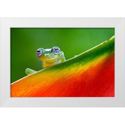 Ghost Glass Frog-Costa Rica White Modern Wood Framed Art Print by Jones, Adam