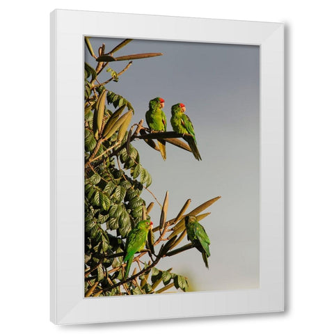 Red-lored Parrots-Costa Rica White Modern Wood Framed Art Print by Jones, Adam