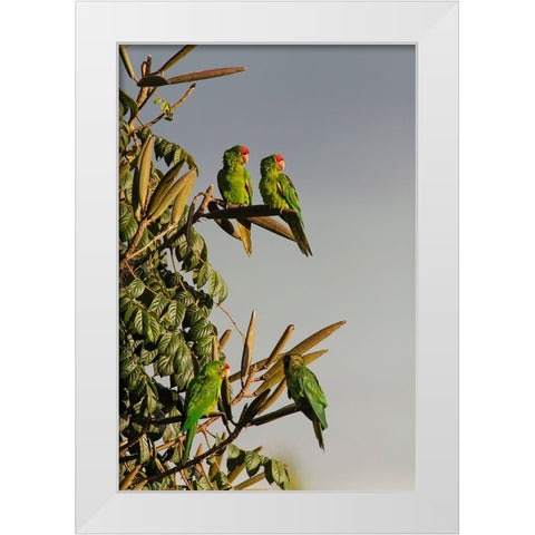 Red-lored Parrots-Costa Rica White Modern Wood Framed Art Print by Jones, Adam