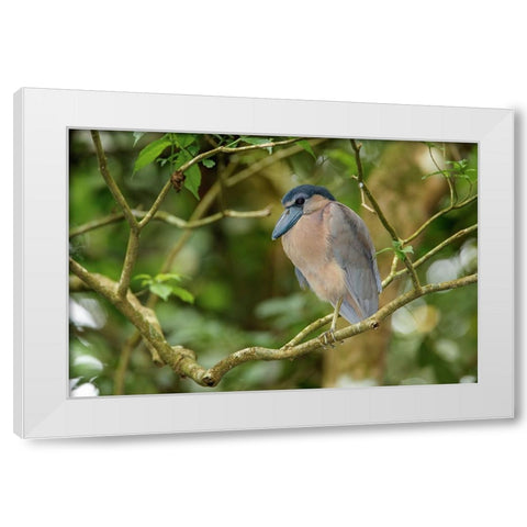 Boat billed Heron-Costa Rica White Modern Wood Framed Art Print by Jones, Adam