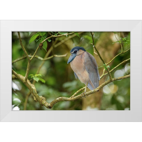 Boat billed Heron-Costa Rica White Modern Wood Framed Art Print by Jones, Adam