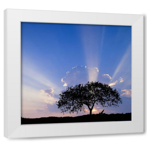 Single tree silhouetted at sunrise-Costa Rica White Modern Wood Framed Art Print by Jones, Adam