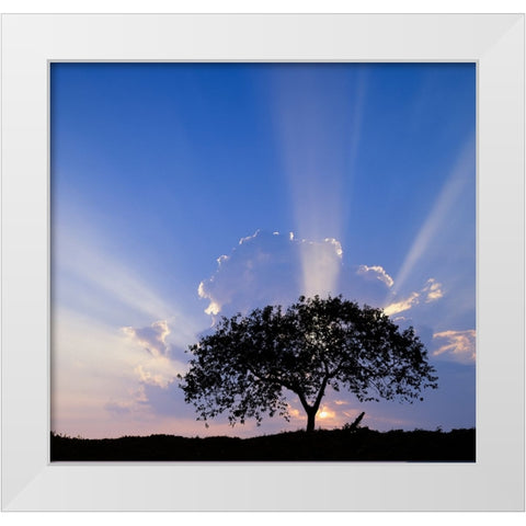 Single tree silhouetted at sunrise-Costa Rica White Modern Wood Framed Art Print by Jones, Adam