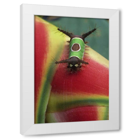 Costa Rica, Caterpillar on Heliconia plant White Modern Wood Framed Art Print by Rotenberg, Nancy