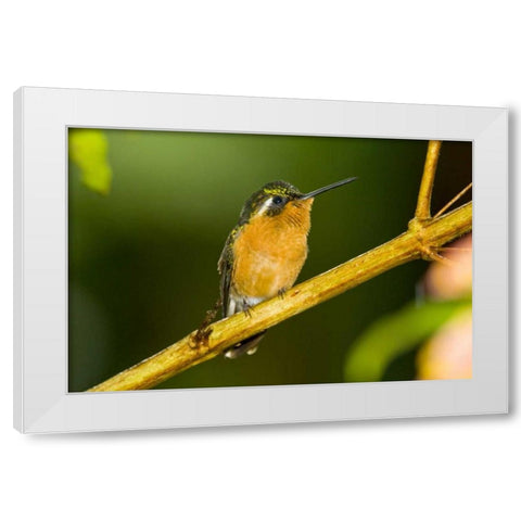 Costa Rica White-throated mountain-gem White Modern Wood Framed Art Print by Lord, Fred