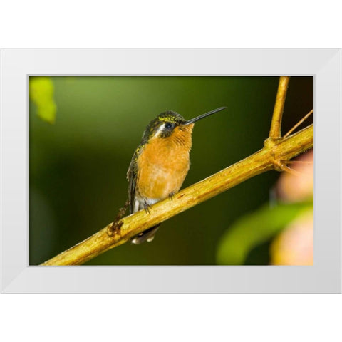 Costa Rica White-throated mountain-gem White Modern Wood Framed Art Print by Lord, Fred