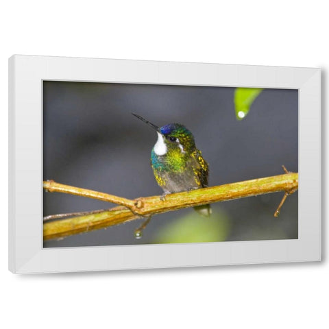 Costa Rica Male white-throated mountain-gem White Modern Wood Framed Art Print by Lord, Fred