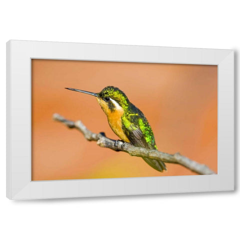 Costa Rica White-throated mountain-gem White Modern Wood Framed Art Print by Lord, Fred