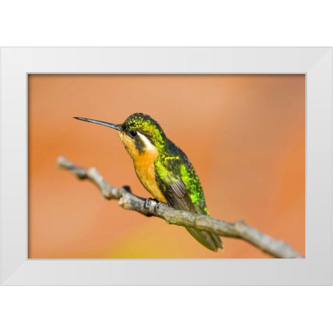 Costa Rica White-throated mountain-gem White Modern Wood Framed Art Print by Lord, Fred