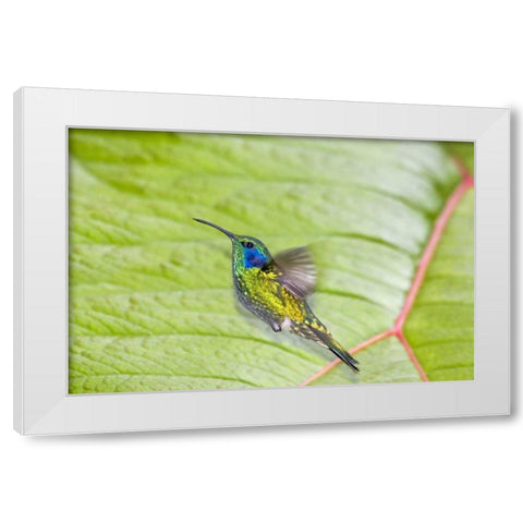 Costa Rica Green violet-ear hummingbird White Modern Wood Framed Art Print by Lord, Fred