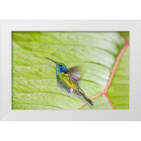 Costa Rica Green violet-ear hummingbird White Modern Wood Framed Art Print by Lord, Fred