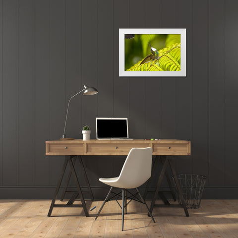 Costa Rica, Male White-throated mountain-gem White Modern Wood Framed Art Print by Lord, Fred