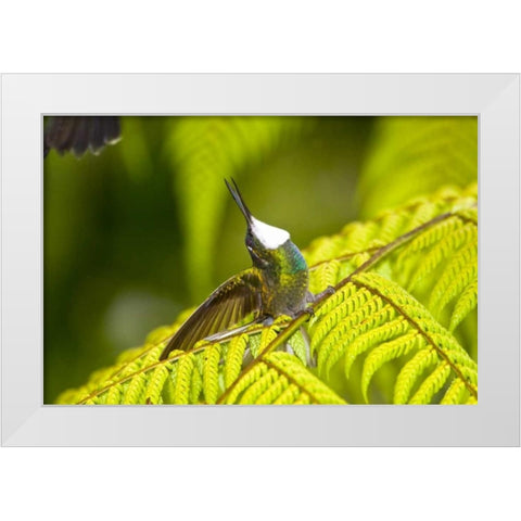 Costa Rica, Male White-throated mountain-gem White Modern Wood Framed Art Print by Lord, Fred