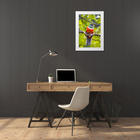 Costa Rica, Rio Savegre Male collared trogon White Modern Wood Framed Art Print by Lord, Fred