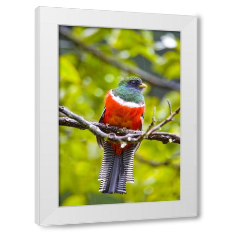Costa Rica, Rio Savegre Male collared trogon White Modern Wood Framed Art Print by Lord, Fred