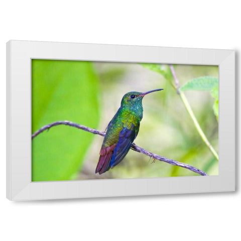 Costa Rica, Sarapiqui Rufous-tailed hummingbird White Modern Wood Framed Art Print by Lord, Fred