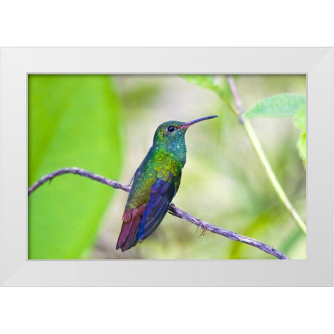 Costa Rica, Sarapiqui Rufous-tailed hummingbird White Modern Wood Framed Art Print by Lord, Fred