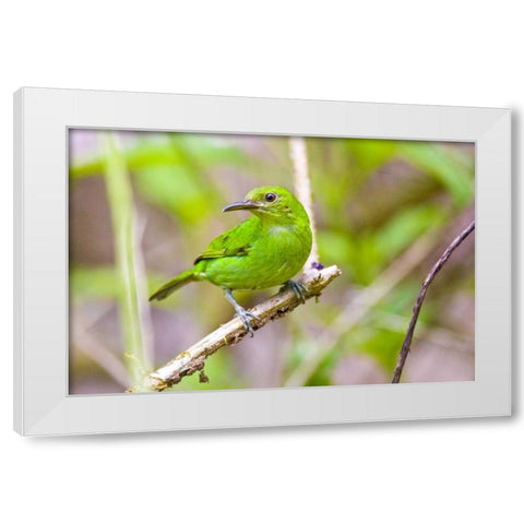 Costa Rica, Sarapiqui Green honeycreeper White Modern Wood Framed Art Print by Lord, Fred