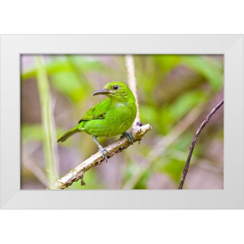 Costa Rica, Sarapiqui Green honeycreeper White Modern Wood Framed Art Print by Lord, Fred