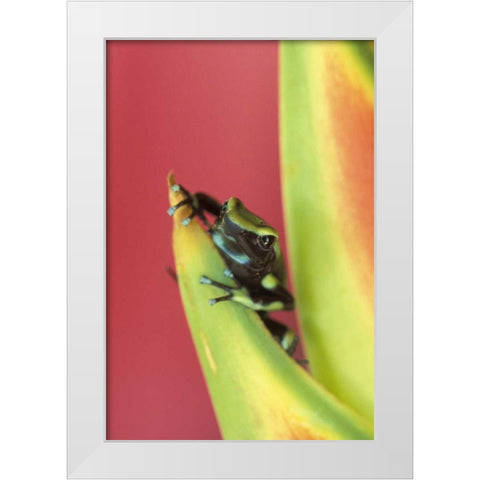 Costa Rica, Frog, Osa Peninsula White Modern Wood Framed Art Print by Rotenberg, Nancy