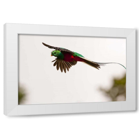 Costa Rica Resplendent quetzal in flight White Modern Wood Framed Art Print by Illg, Cathy and Gordon