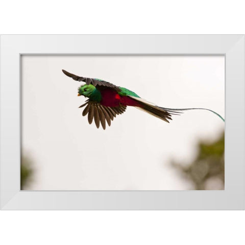 Costa Rica Resplendent quetzal in flight White Modern Wood Framed Art Print by Illg, Cathy and Gordon