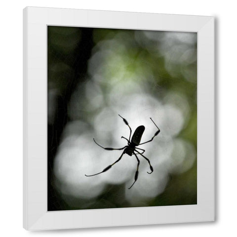 Costa Rica Female golden orb weaver spider White Modern Wood Framed Art Print by Bush, Marie