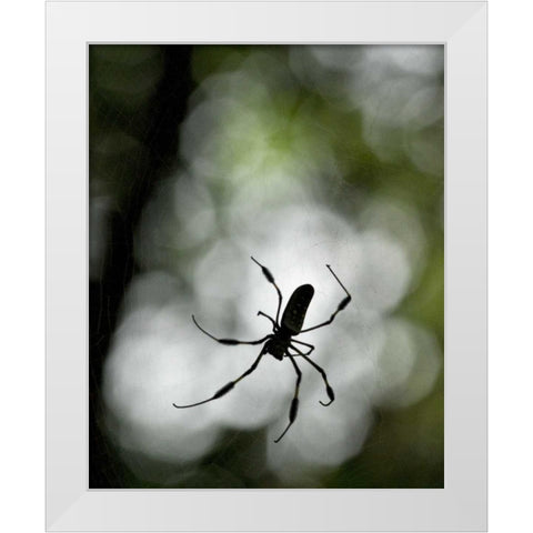 Costa Rica Female golden orb weaver spider White Modern Wood Framed Art Print by Bush, Marie