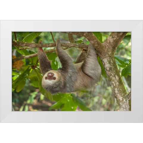 Costa Rica-Two-toed sloth hangs upside down in tree White Modern Wood Framed Art Print by Jaynes Gallery