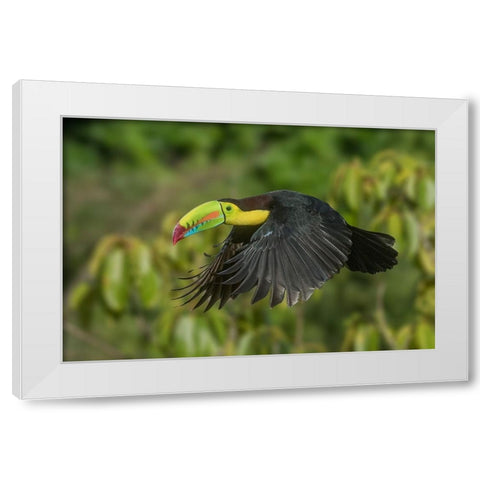 Costa Rica-Keel-billed toucan in flight White Modern Wood Framed Art Print by Jaynes Gallery