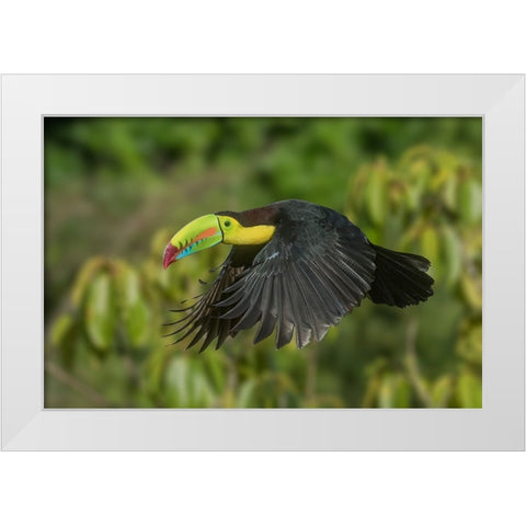 Costa Rica-Keel-billed toucan in flight White Modern Wood Framed Art Print by Jaynes Gallery