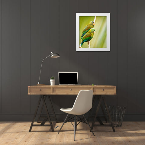 Costa Rica-parakeet perched White Modern Wood Framed Art Print by Theodore, George and Marilu