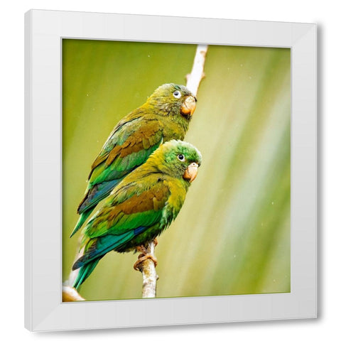 Costa Rica-parakeet perched White Modern Wood Framed Art Print by Theodore, George and Marilu