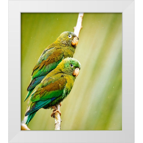 Costa Rica-parakeet perched White Modern Wood Framed Art Print by Theodore, George and Marilu