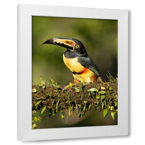 Collared Aracari- perched on branch- Costa Rica- Central America White Modern Wood Framed Art Print by McDonald, Joe and Maryann