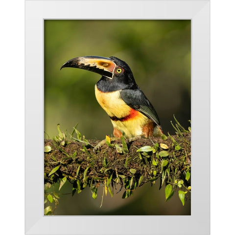 Collared Aracari- perched on branch- Costa Rica- Central America White Modern Wood Framed Art Print by McDonald, Joe and Maryann