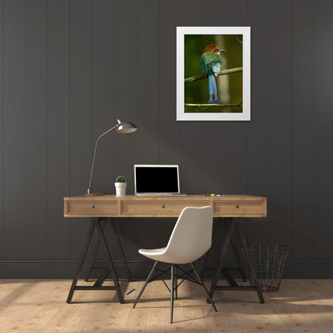 Broad-billed motmot on limb- Costa Rica- Central America White Modern Wood Framed Art Print by McDonald, Joe and Maryann