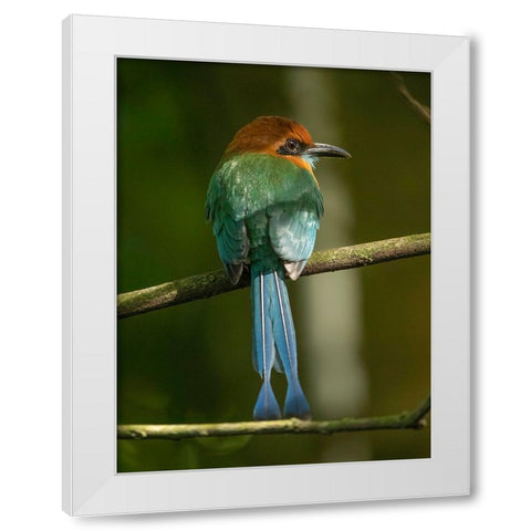 Broad-billed motmot on limb- Costa Rica- Central America White Modern Wood Framed Art Print by McDonald, Joe and Maryann
