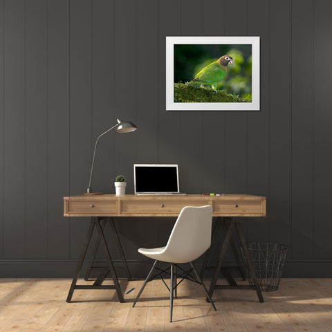 Brown-hooded parrot- Costa Rica- Central America White Modern Wood Framed Art Print by McDonald, Joe and Maryann