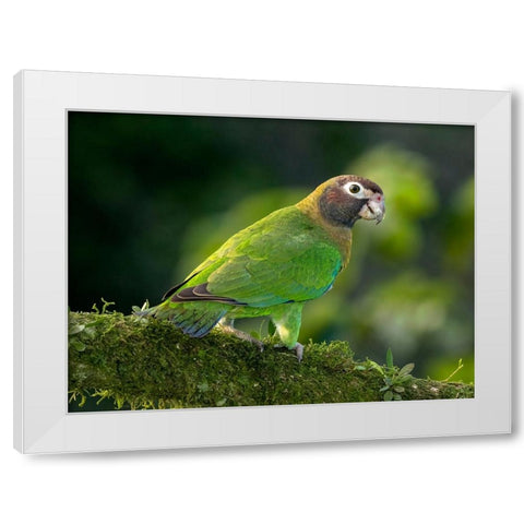 Brown-hooded parrot- Costa Rica- Central America White Modern Wood Framed Art Print by McDonald, Joe and Maryann