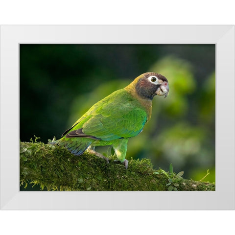 Brown-hooded parrot- Costa Rica- Central America White Modern Wood Framed Art Print by McDonald, Joe and Maryann