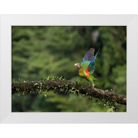 Brown-hooded parrot- Costa Rica- Central America White Modern Wood Framed Art Print by McDonald, Joe and Maryann