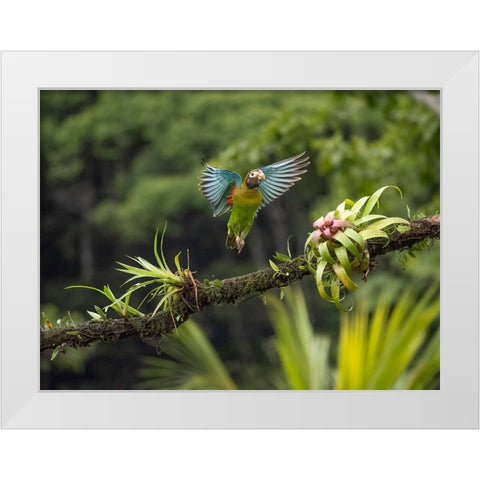 Brown-hooded parrot- Costa Rica- Central America White Modern Wood Framed Art Print by McDonald, Joe and Maryann