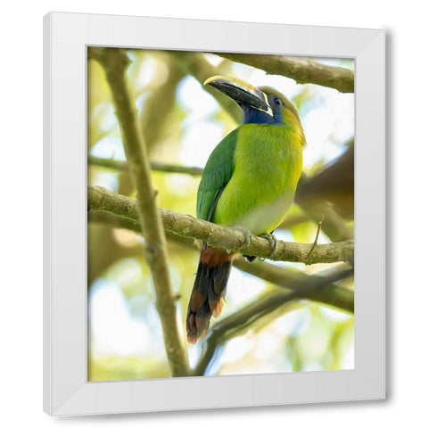 Emerald Toucanet- Costa Rica- Central America White Modern Wood Framed Art Print by McDonald, Joe and Maryann