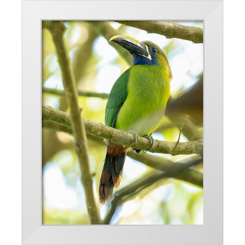 Emerald Toucanet- Costa Rica- Central America White Modern Wood Framed Art Print by McDonald, Joe and Maryann