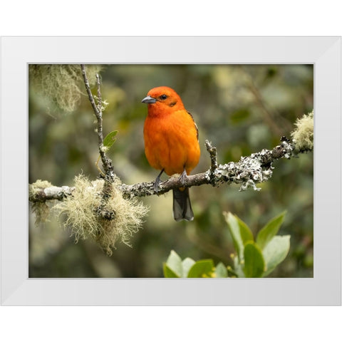 Flame-colored tanager- Costa Rica- Central America White Modern Wood Framed Art Print by McDonald, Joe and Maryann