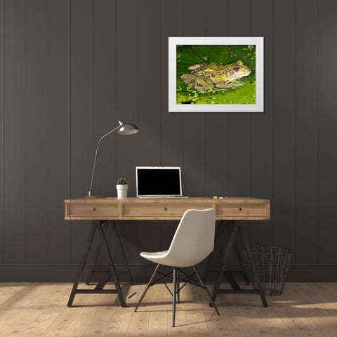 Forrers Grass Frog- Forrers Leopard Frog- Costa Rica White Modern Wood Framed Art Print by McDonald, Joe and Maryann